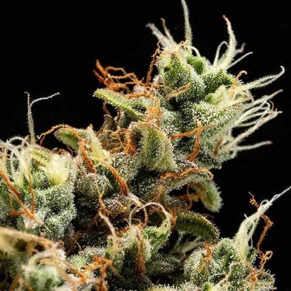 Samen 3x Orion F1 Automatik Royalqueenseeds